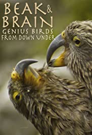 Watch Free Beak & Brain  Genius Birds from Down Under (2013)